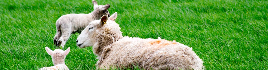 Sheep in a field